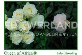 Rose Queen of Africa